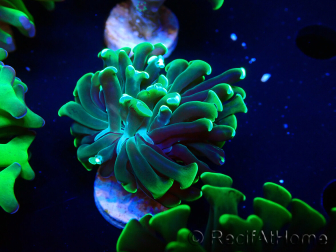 WYSIWYG Euphyllia paraancora (Mariculture acclimaté sous LED) 4F6
