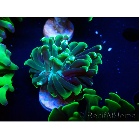 WYSIWYG Euphyllia paraancora (Marikultur unter LED akklimatisiert) 4F6
