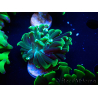 WYSIWYG Euphyllia paraancora (Maricoltura acclimatata sotto LED) 4F6
