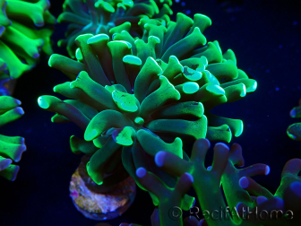 WYSIWYG Euphyllia paraancora (Maricultura aclimatada bajo LED) 4F5