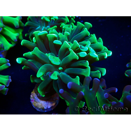 WYSIWYG Euphyllia paraancora (Maricoltura acclimatata sotto LED) 4F5