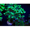 WYSIWYG Euphyllia paraancora (Mariculture acclimated under LED) 4F5
