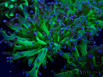 WYSIWYG Euphyllia paradivisa (Maricultura aclimatada bajo LED)