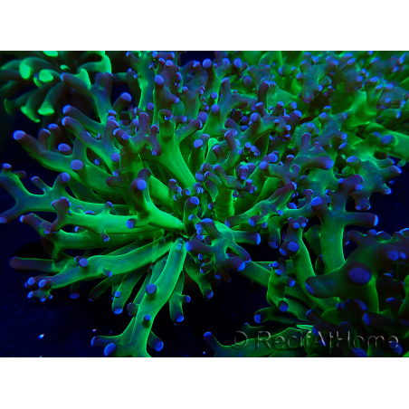 WYSIWYG Euphyllia paradivisa (Maricultura aclimatada bajo LED)