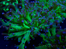 WYSIWYG Euphyllia paradivisa (Maricoltura acclimatata sotto LED)