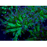 WYSIWYG Euphyllia paradivisa (Mariculture acclimaté sous LED)
