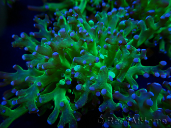 WYSIWYG Euphyllia paradivisa (Mariculture acclimaté sous LED) 4I2