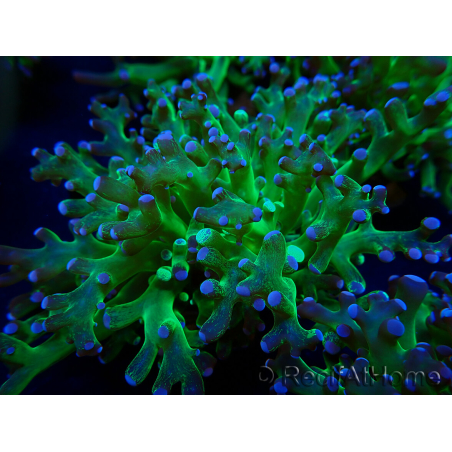 WYSIWYG Euphyllia paradivisa (Unter LED beleuchtete Marikultur-akklimatisiert)