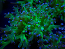 WYSIWYG Euphyllia paradivisa (Mariculture acclimaté sous LED)