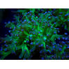 WYSIWYG Euphyllia paradivisa (Mariculture acclimated under LED)