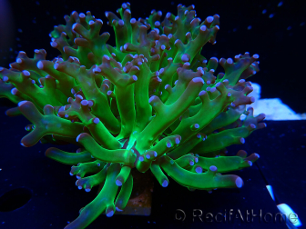 WYSIWYG Euphyllia paradivisa (Mariculture acclimaté sous LED)