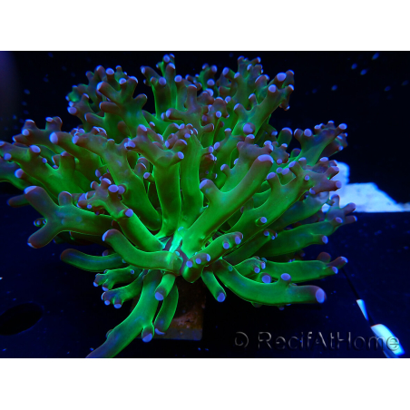 WYSIWYG Euphyllia paradivisa (Mariculture acclimaté sous LED)
