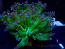 WYSIWYG Euphyllia paradivisa (Maricoltura acclimatata sotto LED)