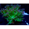 WYSIWYG Euphyllia paradivisa (Mariculture acclimaté sous LED)