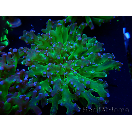 WYSIWYG Euphyllia paradivisa (Mariculture acclimated under LED)