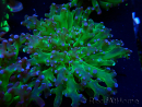 WYSIWYG Euphyllia paradivisa (Unter LED beleuchtete Marikultur-akklimatisiert)