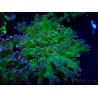 WYSIWYG Euphyllia paradivisa (Mariculture acclimated under LED)