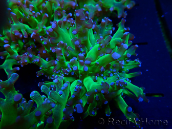 WYSIWYG Euphyllia paradivisa (Unter LED beleuchtete Marikultur-akklimatisiert)