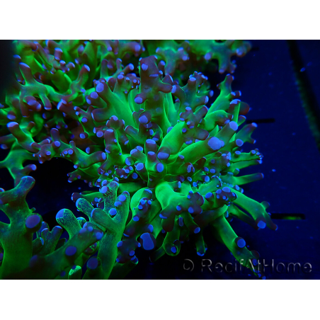 WYSIWYG Euphyllia paradivisa (Maricoltura acclimatata sotto LED)