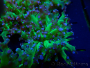 WYSIWYG Euphyllia paradivisa (Unter LED beleuchtete Marikultur-akklimatisiert)