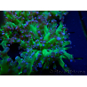 WYSIWYG Euphyllia paradivisa (Mariculture acclimated under LED)