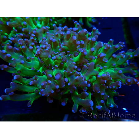 WYSIWYG Euphyllia paradivisa (Mariculture acclimated under LED)