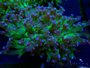 WYSIWYG Euphyllia paradivisa (Unter LED beleuchtete Marikultur-akklimatisiert)