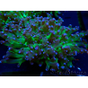 WYSIWYG Euphyllia paradivisa (Mariculture acclimated under LED)