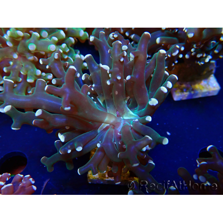 WYSIWYG Euphyllia paradivisa (Maricoltura acclimatata sotto LED)