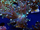 WYSIWYG Euphyllia paradivisa (Mariculture acclimated under LED)