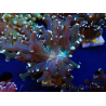 WYSIWYG Euphyllia paradivisa (Maricultura aclimatada bajo LED)