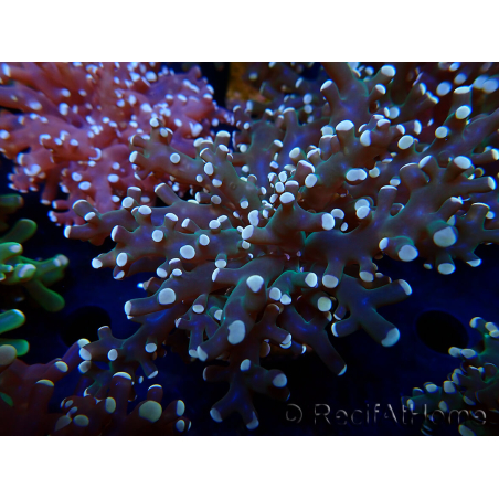WYSIWYG Euphyllia paradivisa (Maricoltura acclimatata sotto LED)