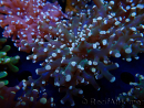 WYSIWYG Euphyllia paradivisa (Mariculture acclimated under LED)