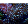 WYSIWYG Euphyllia paradivisa (Unter LED beleuchtete Marikultur-akklimatisiert)