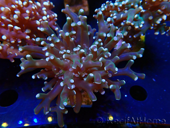 WYSIWYG Euphyllia paradivisa (Unter LED beleuchtete Marikultur-akklimatisiert)