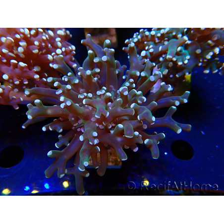 WYSIWYG Euphyllia paradivisa (Maricoltura acclimatata sotto LED)