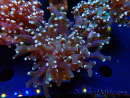 WYSIWYG Euphyllia paradivisa (Mariculture acclimaté sous LED)