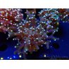 WYSIWYG Euphyllia paradivisa (Maricoltura acclimatata sotto LED)