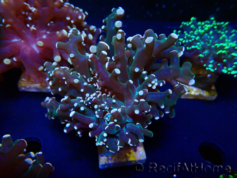 WYSIWYG Euphyllia paradivisa (Mariculture acclimaté sous LED) 4K6