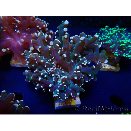 WYSIWYG Euphyllia paradivisa (Maricoltura acclimatata sotto LED)