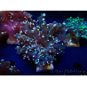 WYSIWYG Euphyllia paradivisa (Unter LED beleuchtete Marikultur-akklimatisiert)