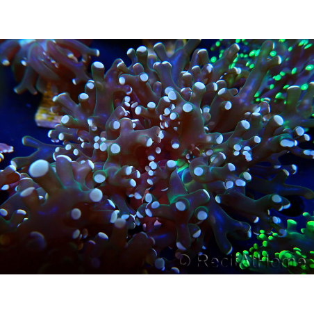 WYSIWYG Euphyllia paradivisa (Maricultura aclimatada bajo LED)