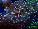 WYSIWYG Euphyllia paradivisa (Mariculture acclimaté sous LED) 4L1