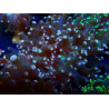 WYSIWYG Euphyllia paradivisa (Maricultura aclimatada bajo LED)