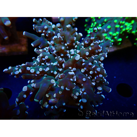 WYSIWYG Euphyllia paradivisa (Maricoltura acclimatata sotto LED)