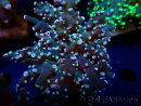 WYSIWYG Euphyllia paradivisa (Mariculture acclimated under LED)
