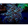 WYSIWYG Euphyllia paradivisa (Mariculture acclimated under LED)