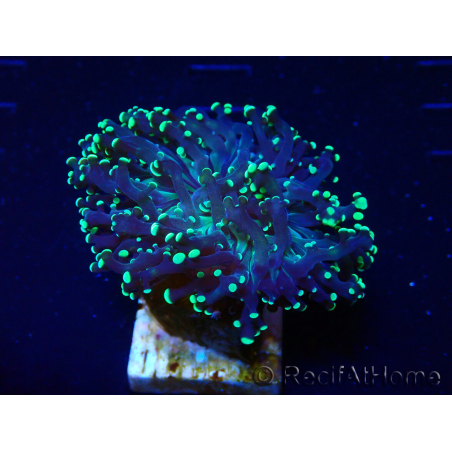 WYSIWYG Euphyllia paradivisa (Maricoltura acclimatata sotto LED)