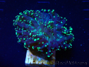 WYSIWYG Euphyllia paradivisa (Maricoltura acclimatata sotto LED)