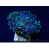 WYSIWYG Euphyllia paradivisa (Mariculture acclimaté sous LED) 4L3